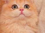 Monica - British Shorthair Cat For Sale - Irvine&comma; CA&comma; US