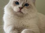 Misha - Siberian Cat For Sale/Retired Breeding - Fort Lauderdale&comma; FL&comma; US