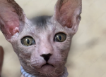 Salvatore - Lykoi Cat For Sale - 