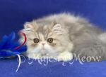 Roxana - Persian Cat For Sale - Yucca Valley&comma; CA&comma; US