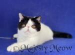 Emin - Exotic Cat For Sale - Yucca Valley&comma; CA&comma; US