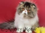 Broonik - Persian Cat For Sale - Yucca Valley&comma; CA&comma; US