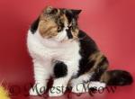 Tiffany - Exotic Cat For Sale - Yucca Valley&comma; CA&comma; US