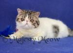Gosha - Exotic Cat For Sale - Yucca Valley&comma; CA&comma; US