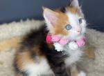 Mystical Beauty Polydactyl - Maine Coon Cat For Sale - Miami&comma; FL&comma; US