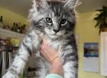 Bombay x Blake - Maine Coon Cat For Sale - Roscoe&comma; IL&comma; US