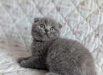 Moris - Scottish Fold Cat For Sale - Brooklyn&comma; NY&comma; US