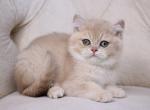 Willy - British Shorthair Cat For Sale - Brooklyn&comma; NY&comma; US