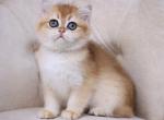 Wanilla - British Shorthair Cat For Sale - Brooklyn&comma; NY&comma; US