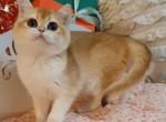 Monro - British Shorthair Cat For Sale - Brooklyn&comma; NY&comma; US
