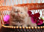 Darina Bri - British Shorthair Cat For Sale - Brooklyn&comma; NY&comma; US