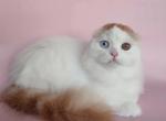 Lord - Scottish Fold Cat For Sale - Brooklyn&comma; NY&comma; US