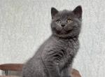 Vivien - Scottish Straight Cat For Sale - Brooklyn&comma; NY&comma; US