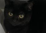 Vera - Scottish Fold Cat For Sale - Philadelphia&comma; PA&comma; US