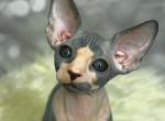 Jeri - Sphynx Cat For Sale - Pembroke Pines&comma; FL&comma; US
