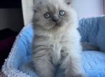 Venya - Scottish Fold Cat For Sale - Norwalk&comma; CT&comma; US