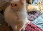 Sweet CFA Registered Flame Point Male Kitten - Himalayan Cat For Sale - Perry&comma; FL&comma; US