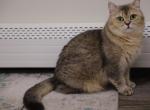 Uma - Scottish Straight Cat For Sale - Levittown&comma; PA&comma; US