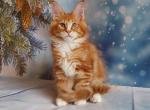 Amadey&lowbar; - Maine Coon Cat For Sale - Miami&comma; FL&comma; US