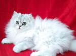 Moris silver shaded chinchilla persian green eyes - Persian Cat For Sale - Los Angeles&comma; CA&comma; US