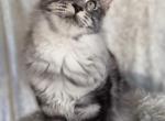 Oscar  Pure boy Main Coon - Maine Coon Cat For Sale - Grant Valkaria&comma; FL&comma; US