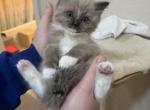 Winter wonders - Ragdoll Cat For Sale - Parker&comma; CO&comma; US