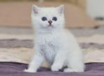 CASPER Scottish Straight male with blue eyes - Scottish Straight Cat For Sale - Sunnyvale&comma; CA&comma; US