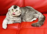 BEAR Scottish fold male - Scottish Fold Cat For Sale - Sunnyvale&comma; CA&comma; US