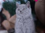 reserved LILY British shorthair BLUE - British Shorthair Cat For Sale - Sunnyvale&comma; CA&comma; US