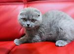 GREY scottish fold male BLUE color - Scottish Fold Cat For Sale - Sunnyvale&comma; CA&comma; US