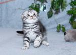 reserved ONYX - Scottish Fold Cat For Sale - Austin&comma; TX&comma; US