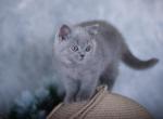 reserved LILY British Shorthair BLUE - British Shorthair Cat For Sale - Austin&comma; TX&comma; US