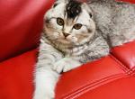BEAR Scottish Fold Male - Scottish Fold Cat For Sale - Austin&comma; TX&comma; US