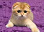 reserved JEMA scottish fold female - Scottish Fold Cat For Sale - Baton Rouge&comma; LA&comma; US