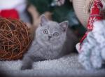 reserved LILY British shorthair BLUE - British Shorthair Cat For Sale - Baton Rouge&comma; LA&comma; US