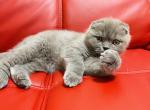 GREY scottish fold male BLUE color - Scottish Fold Cat For Sale - Baton Rouge&comma; LA&comma; US