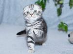 reserved ONYX - Scottish Fold Cat For Sale - Baton Rouge&comma; LA&comma; US