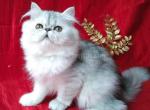 Camalia silver shaded chinchilla persian exotic - Persian Cat For Sale - Los Angeles&comma; CA&comma; US