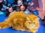 Vermut ginger longhair orange red persian baby boy - Persian Cat For Sale - Los Angeles&comma; CA&comma; US