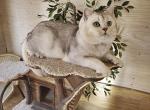 Gray - British Shorthair Cat For Sale - Quinlan&comma; TX&comma; US