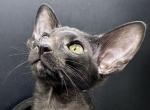 Ebony Black Female OSH Kitten - Oriental Cat For Sale - NJ&comma; US