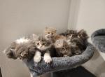 Sake Seven - Himalayan Cat For Sale - Las Vegas&comma; NV&comma; US