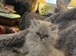 CFA Reg Blue Point Female - Persian Cat For Sale - Conyers&comma; GA&comma; US