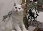 Gianna - Maine Coon Cat For Sale - Brighton&comma; CO&comma; US