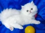 White angel Kawai rare es 12 chinchilla persian - Persian Cat For Sale - Los Angeles&comma; CA&comma; US