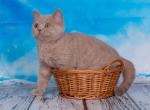 Dior - British Shorthair Cat For Sale - Hollywood&comma; FL&comma; US