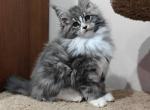Caramel - Maine Coon Cat For Sale - Hollywood&comma; FL&comma; US