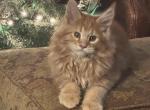 Fitzgerald - Maine Coon Cat For Sale - Port Clinton&comma; OH&comma; US