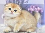 Barni - Scottish Fold Cat For Sale - Brooklyn&comma; NY&comma; US