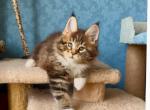 Han - Maine Coon Cat For Sale - Brooklyn&comma; NY&comma; US